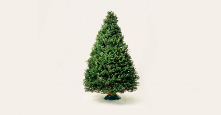 Using Genetics to Make a More Perfect Christmas Tree