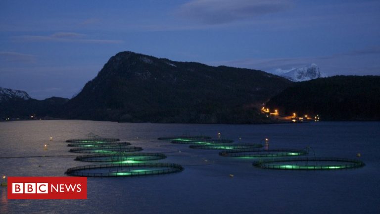How lasers and robo-feeders are transforming fish farming