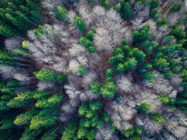 How MIT’s Drone Fleets Would Help With Search and Rescue in Forests